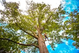 Best Palm Tree Trimming  in Peculiar, MO