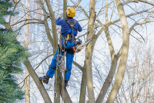 Tree and Shrub Care in Peculiar, MO