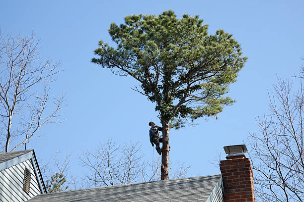 Best Root Management and Removal  in Peculiar, MO